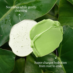 California Naturals aloe vera plant signaling soothing scalp nourishment