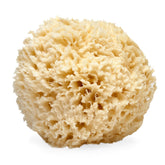 LATHER natural sea wool sponge 5-6 inch, gentle exfoliation for all skin types.