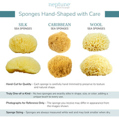 NEPTUNE Caribbean Sea Sponge hand-cut small biodegradable option for daily baths.