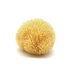 NEPTUNE Caribbean Sea Sponge hand-cut small closeup for gentle exfoliation.