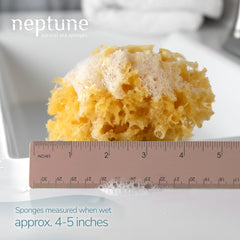 NEPTUNE Caribbean Sea Sponge hand-cut small shower-ready texture details for cleansing.