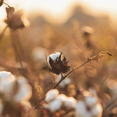 Organyc biodegradable cotton balls with eco-certified packaging for planet-friendly care.