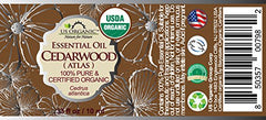 US Organic Cedro Atlas durante la destilación al vapor, aroma amaderado