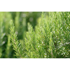 Weleda Revitalizing Hair Tonic application on scalp signals natural daily care