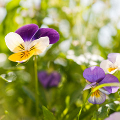 Hidratación lujosa sin grasa con Weleda Skin Food Intensive.