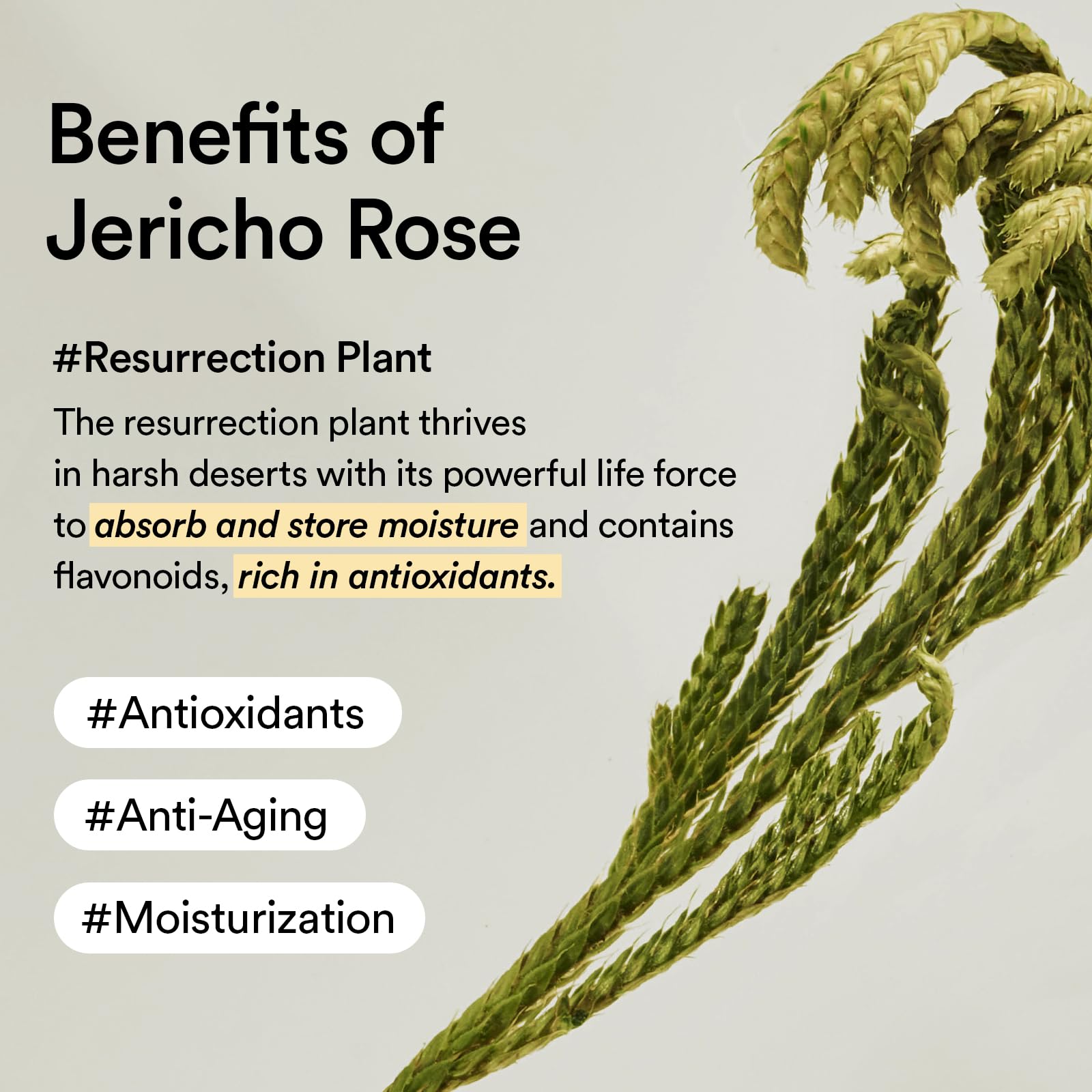 Applying Abib Jericho Rose Cream into the skin for absorption