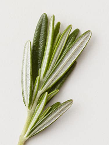 AG Care Stucco scented with wild cherry, rosemary, and hops for a gentle aroma.
