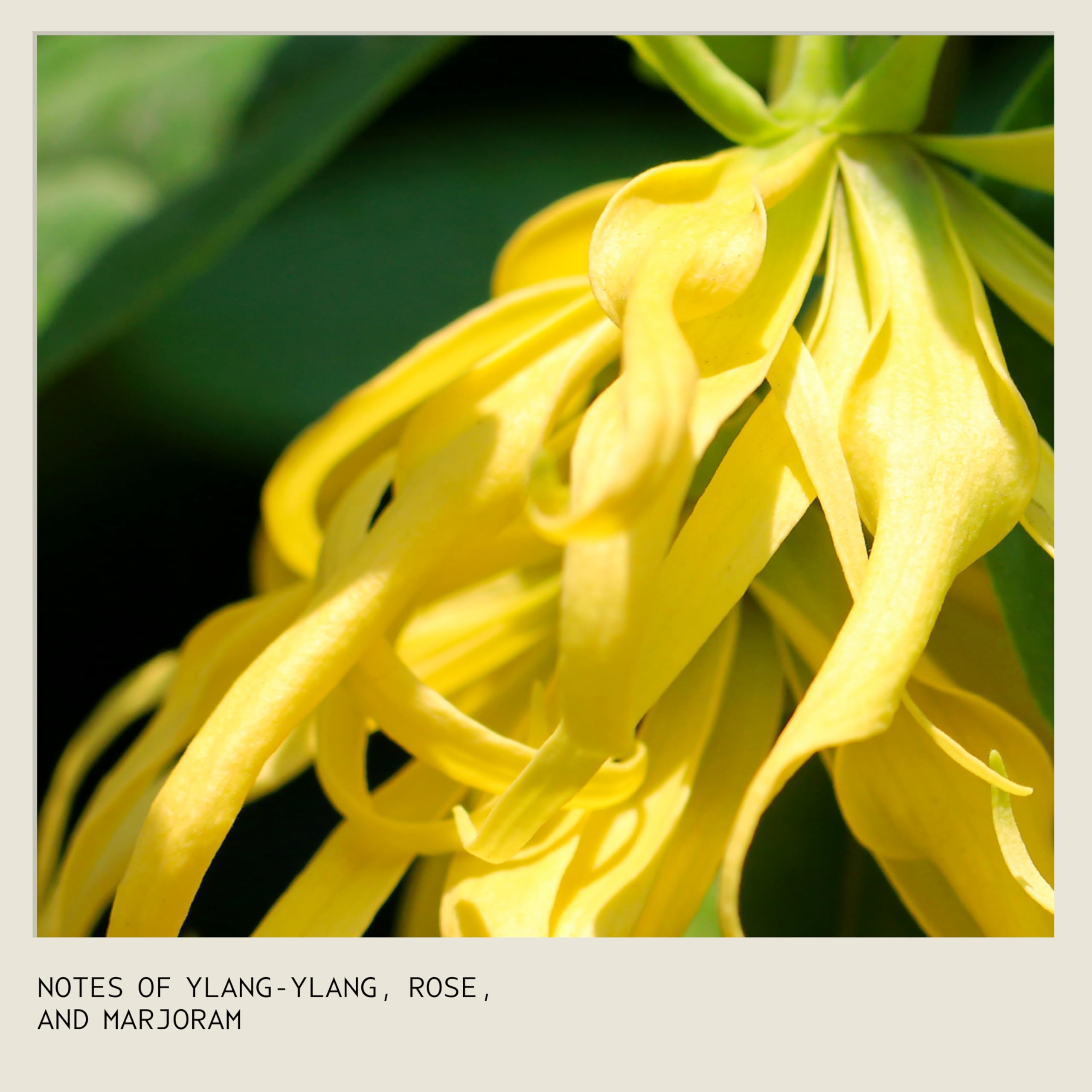 Aroma puro de Aveda con ylang-ylang y rosa