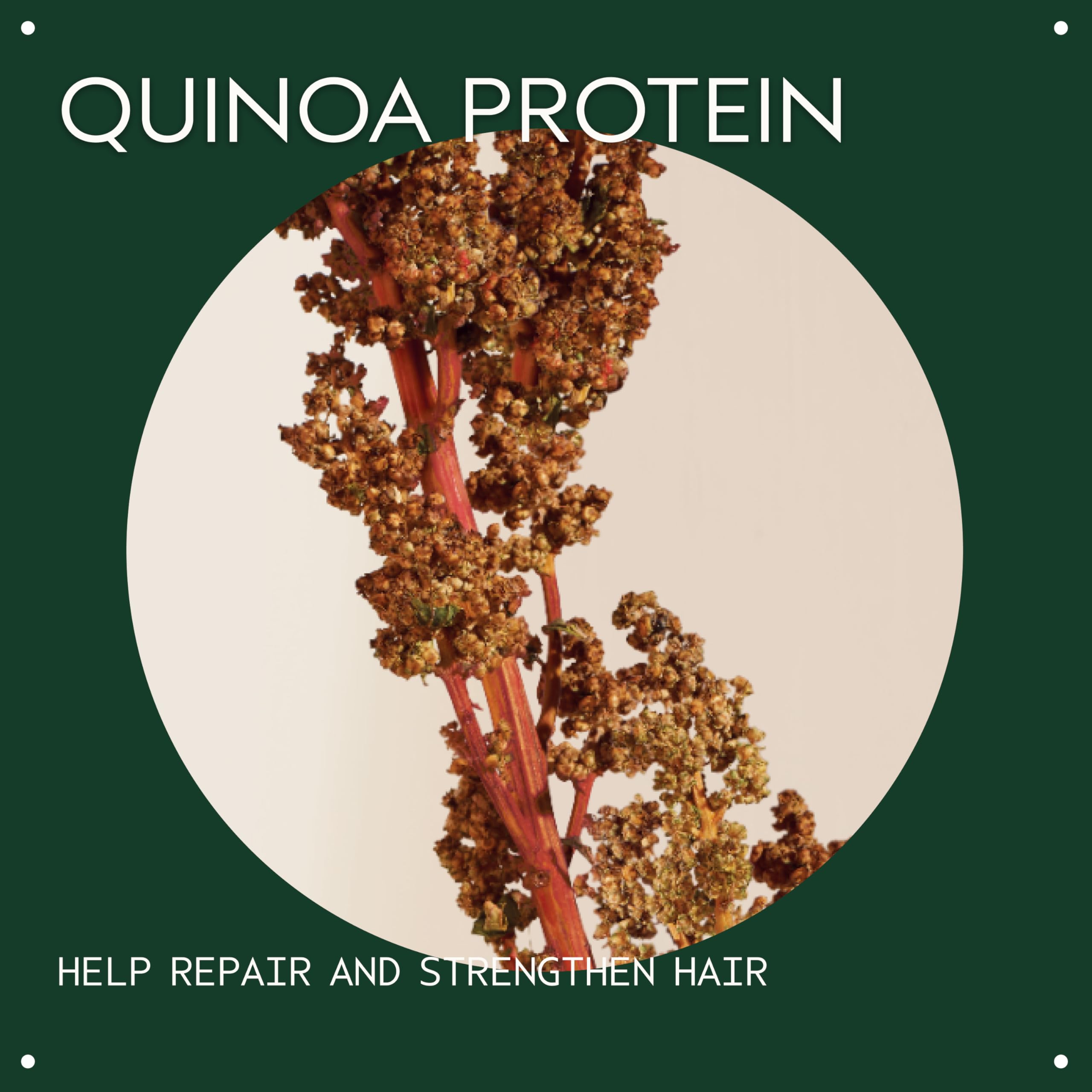 Quinoa protein graphic highlighting natural repair benefits for damaged strands.