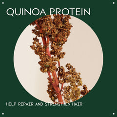 Quinoa protein graphic highlighting natural repair benefits for damaged strands.