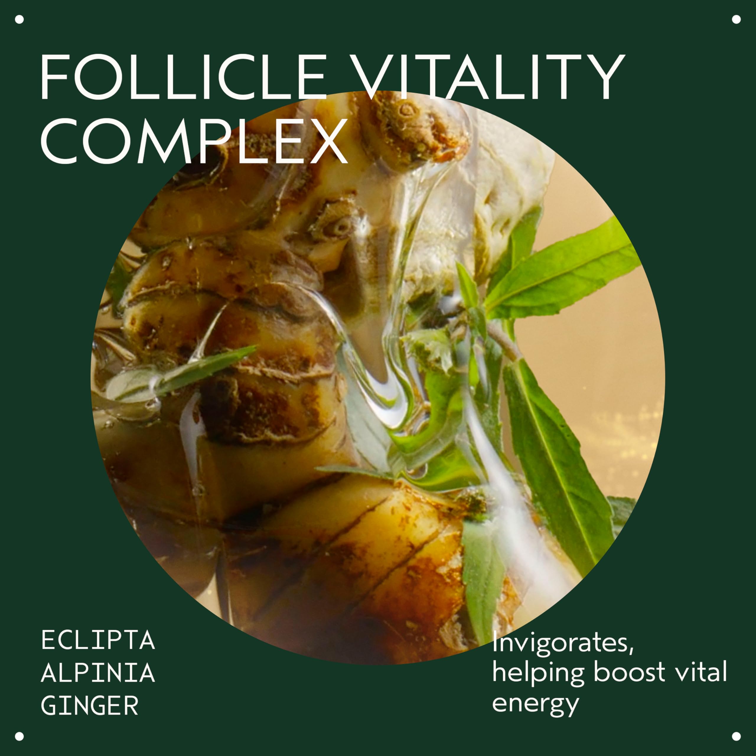 Close-up of eclipta, alpinia, and ginger ingredients for follicle vitality.