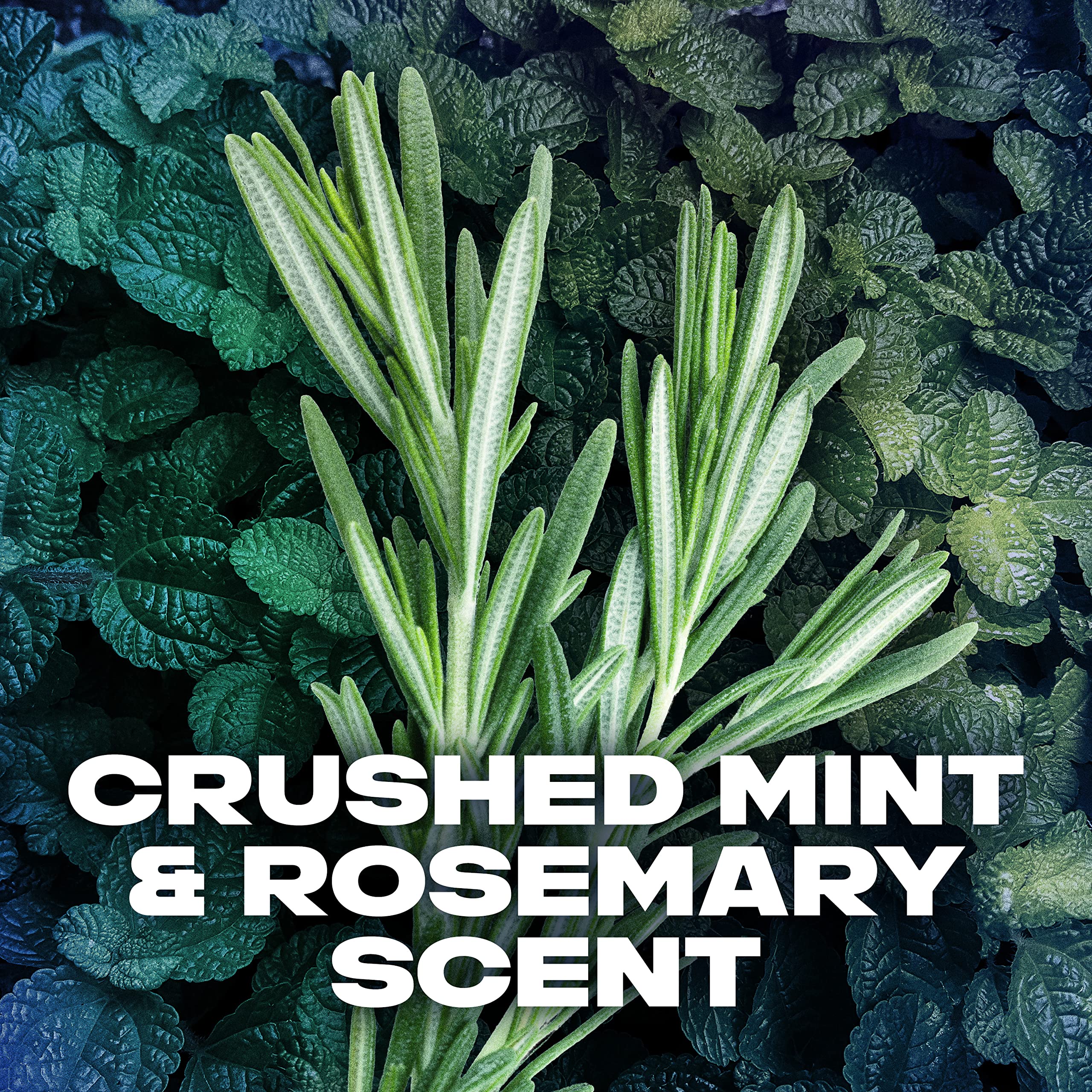 AXE Phoenix fragrance notes highlight mint and rosemary