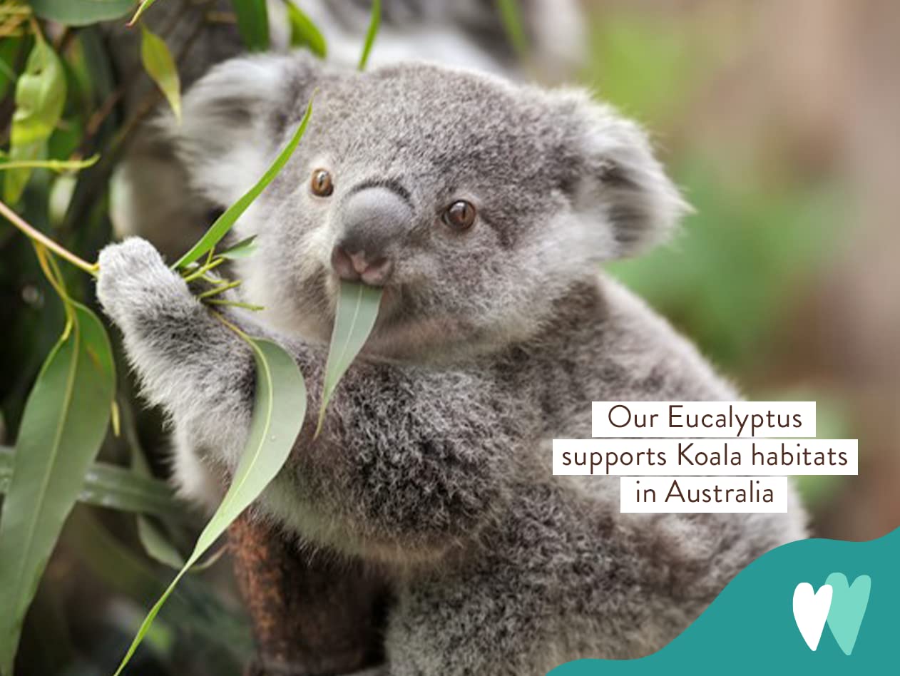 Babo Botanicals Eucalyptus Remedy Verificado por EWG para ingredientes transparentes.