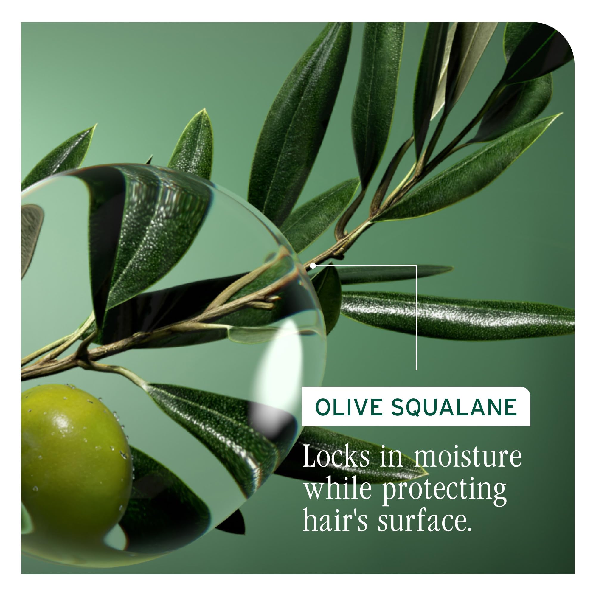 Olive squalane ingredient illustration with Biolage Strength Recovery Shampoo.