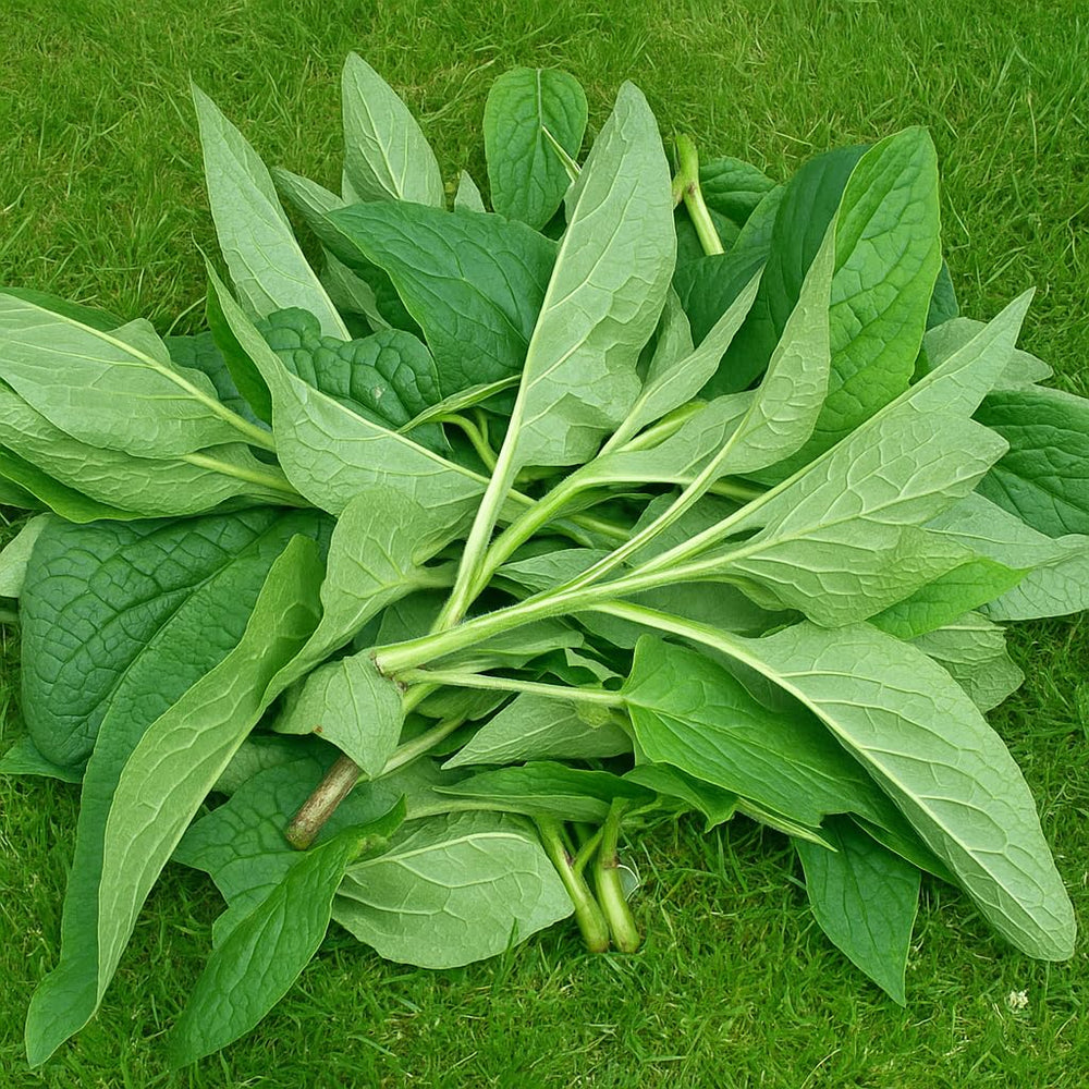 Comfrey Salve textura cremosa para piel sensible sin perfumes