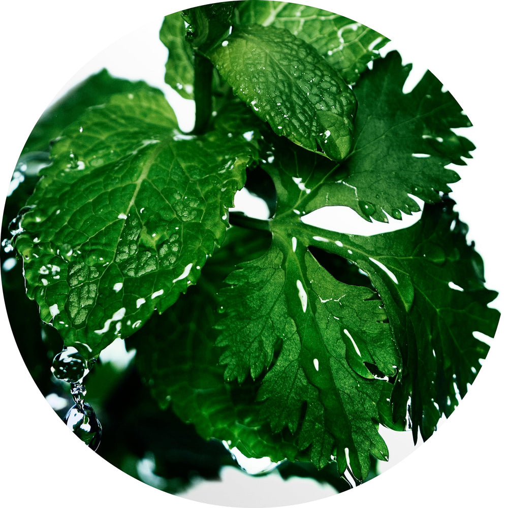Davidoff Cool Water after shave splash highlighting coriander top note for a fresh start
