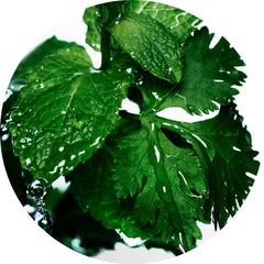 Davidoff Cool Water after shave splash highlighting coriander top note for a fresh start