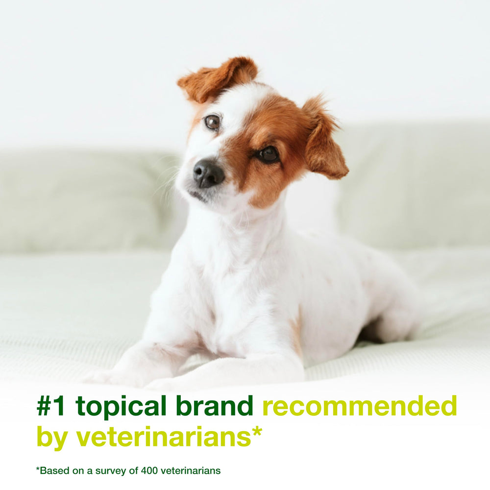 Dogs and cats benefit from DOUXO S3 SEB Mousse for dandruff relief