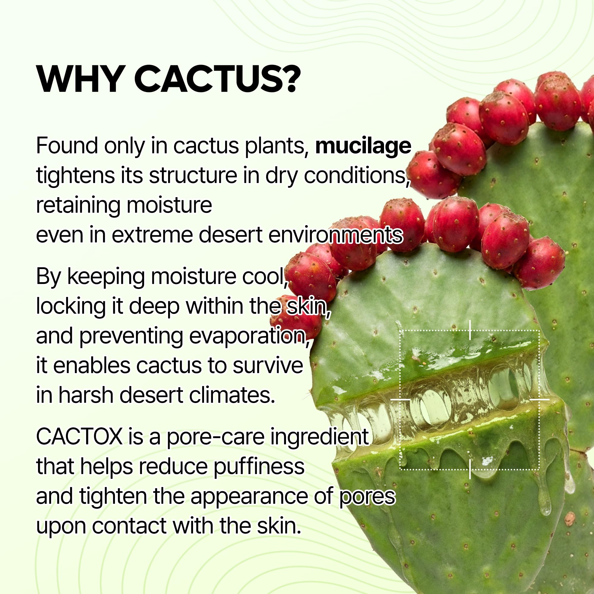 Dr.Melaxin Cactox textura gel refrescante para hidratación ligera.