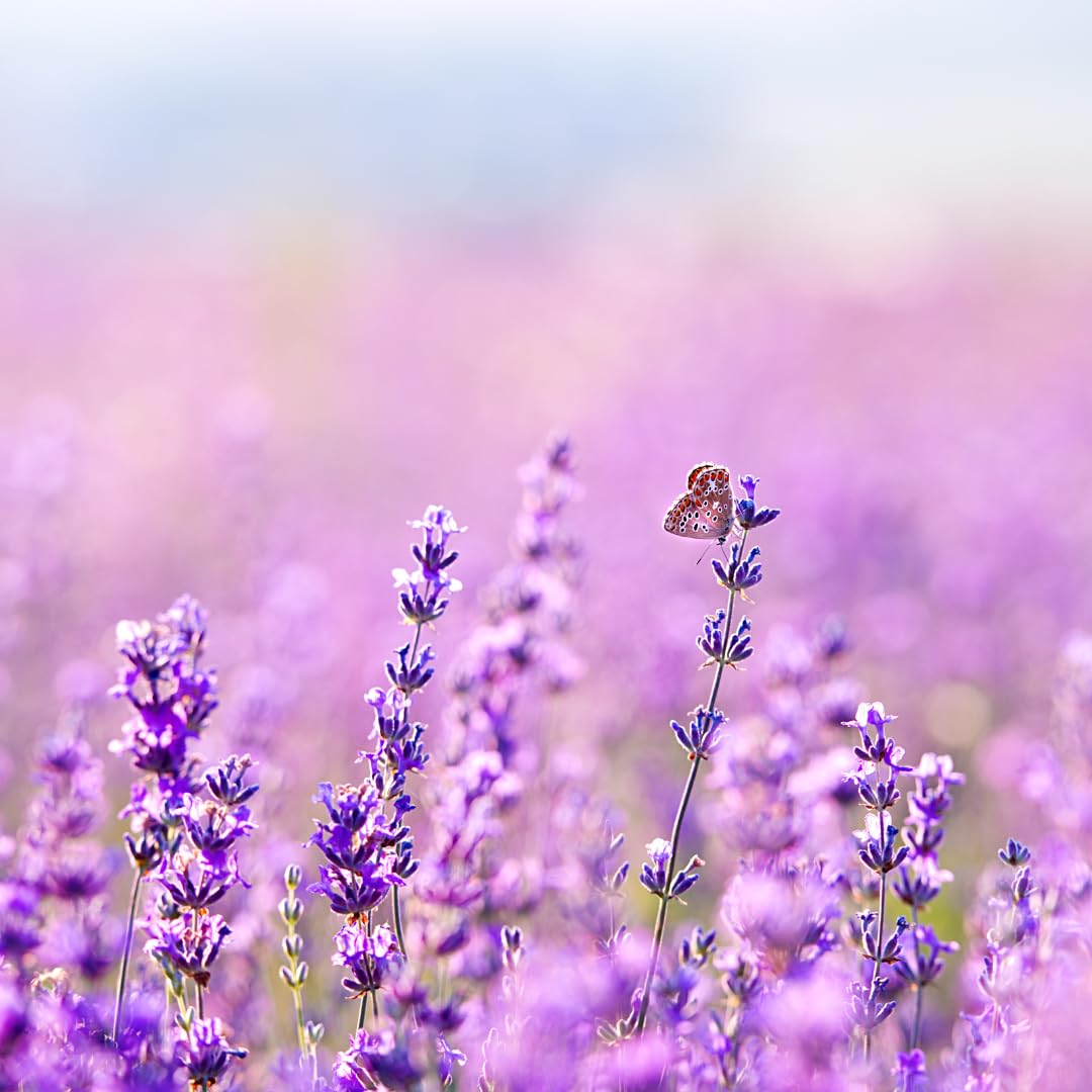 Earthborn Elements lavender dissolving in water shows even distribution for a soothing soak.