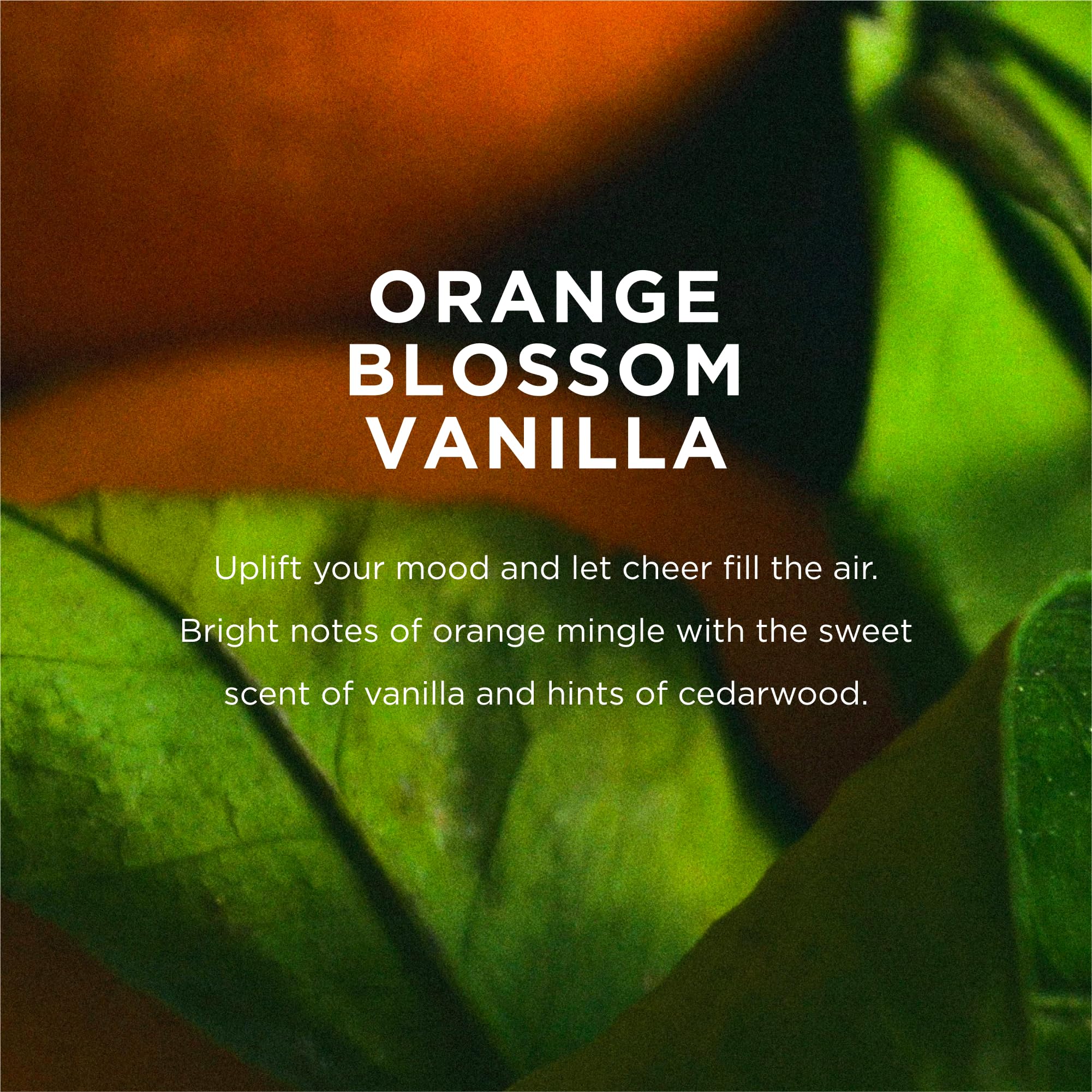 EO Orange Blossom Vanilla Shower Gel pour captures an energizing cleansing moment.