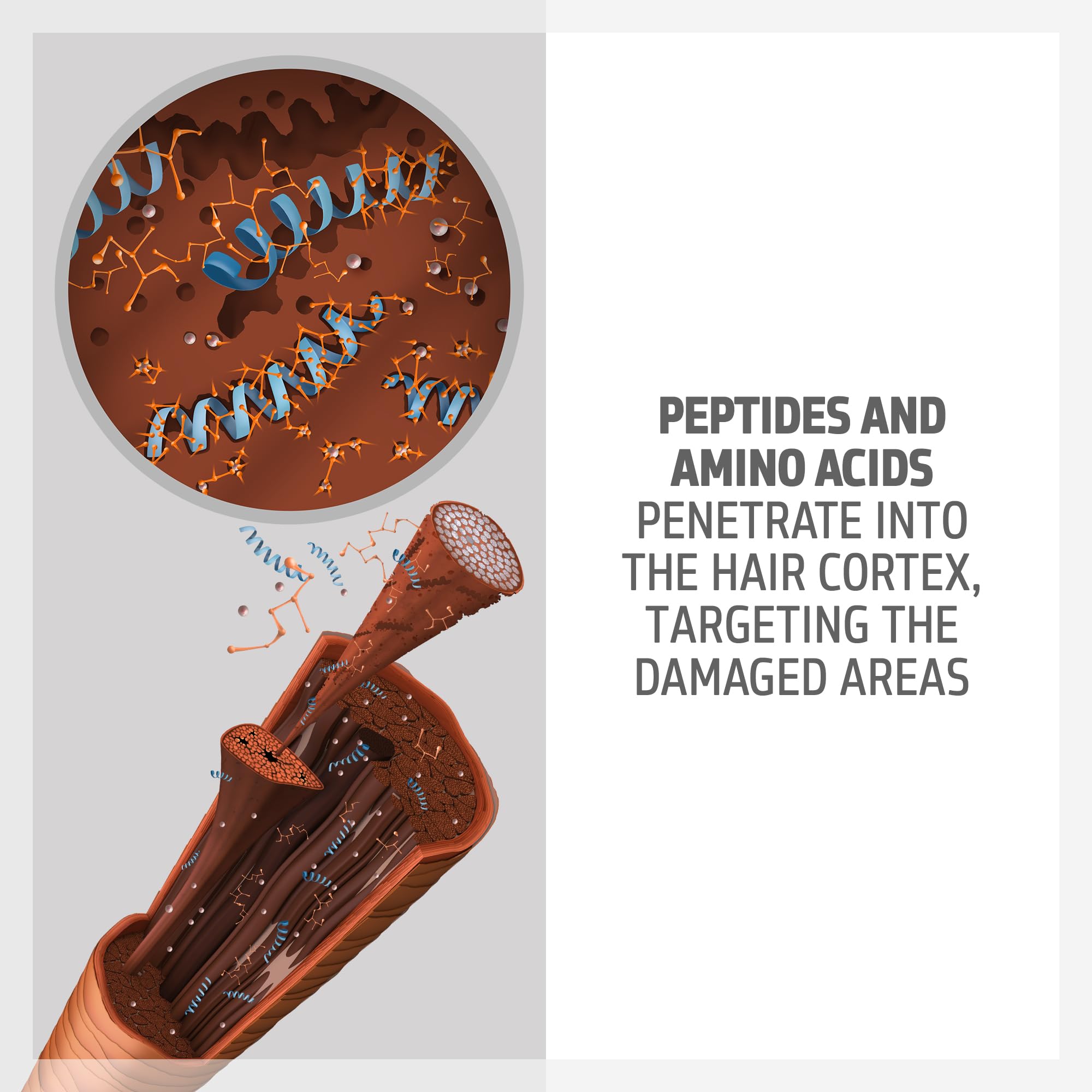Peptidos y aminoácidos en Goldwell Dualsenses Bond Pro para reforzar áreas dañadas.