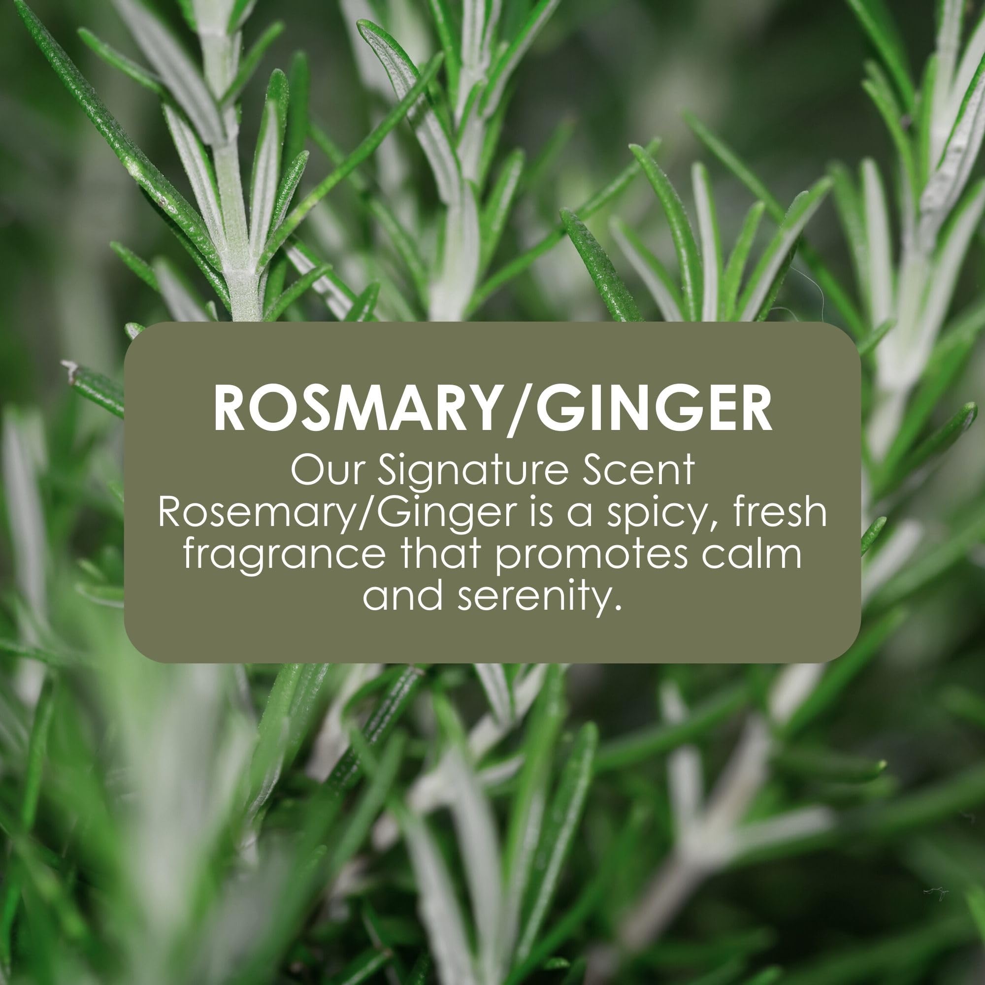 Jean & Len refill bag for Rosemary & Ginger hand soap