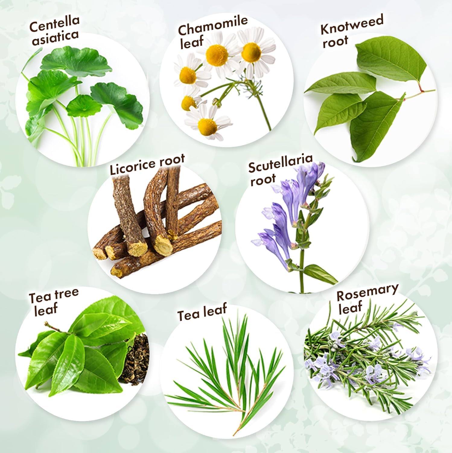 KisoCare Centella asiatica extract soothing herbal support for daily care.