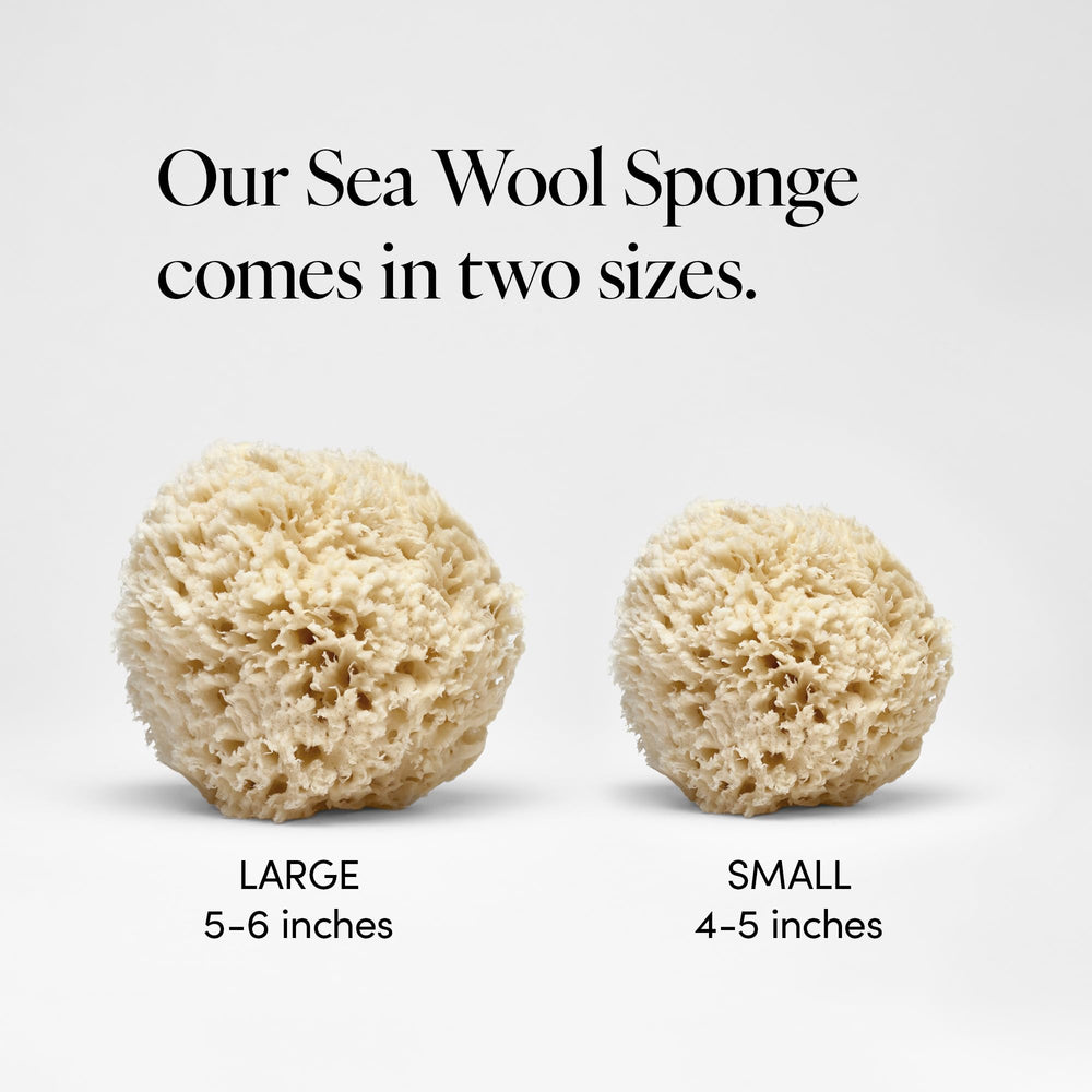 LATHER sea wool sponge hypoallergenic option for sensitive skin routines.