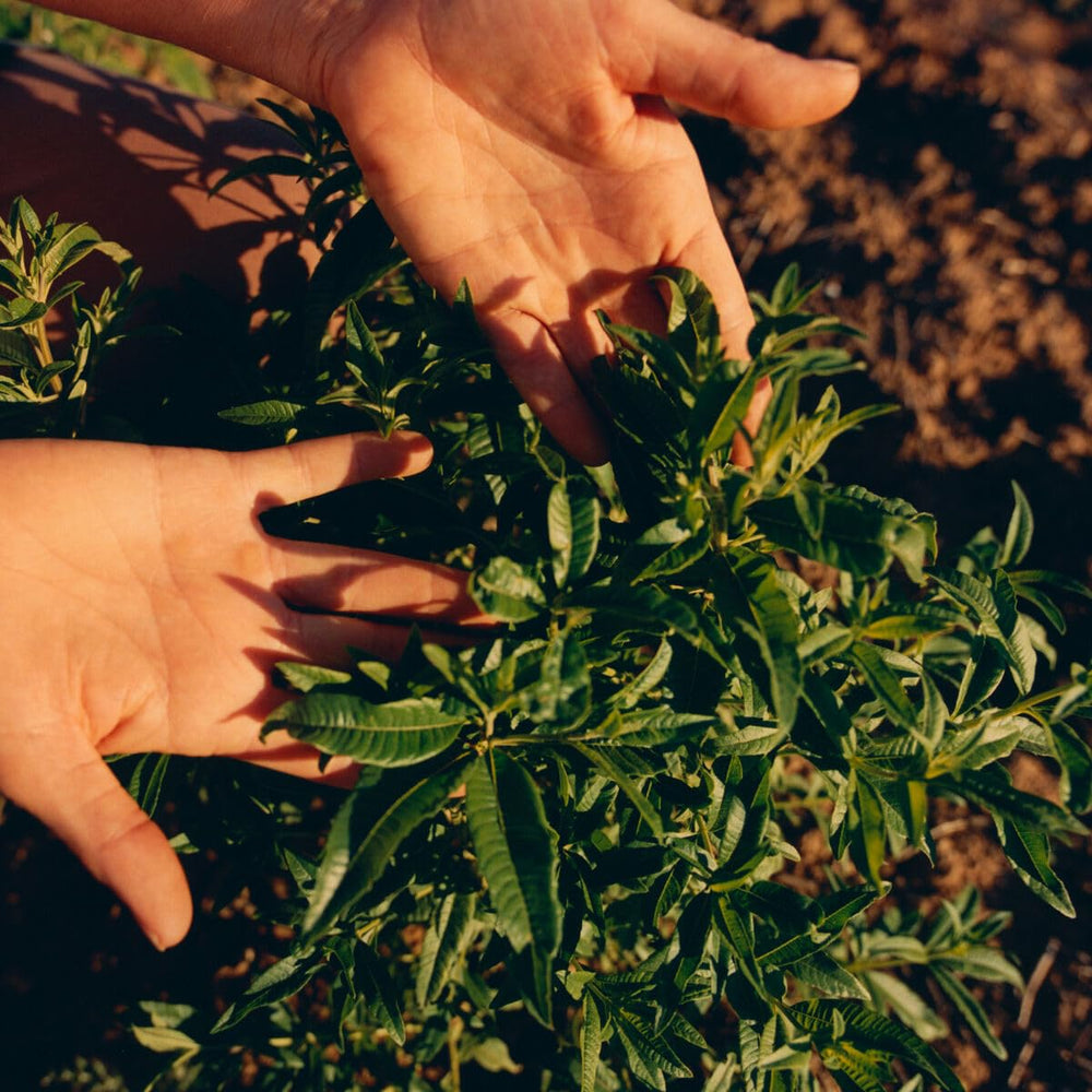 Infusión de Verbena Provenza de L'OCCITANE para frescura sostenible