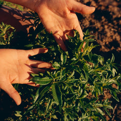 Infusión de Verbena Provenza de L'OCCITANE para frescura sostenible