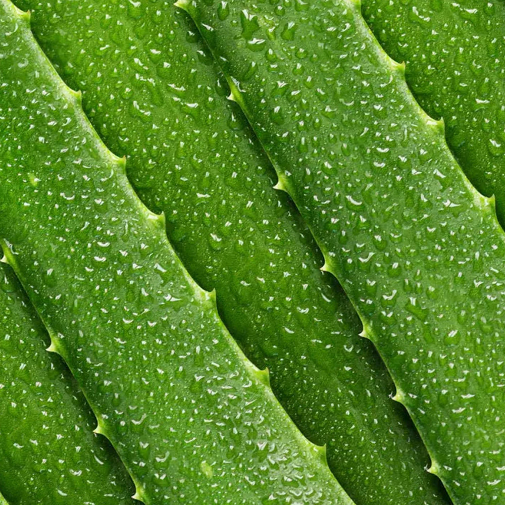 Aloe Vera y nutrientes clave para calmar e hidratar la piel.