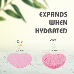 miaform compressed facial sponges dampened to reveal soft texture for gentle cleansing