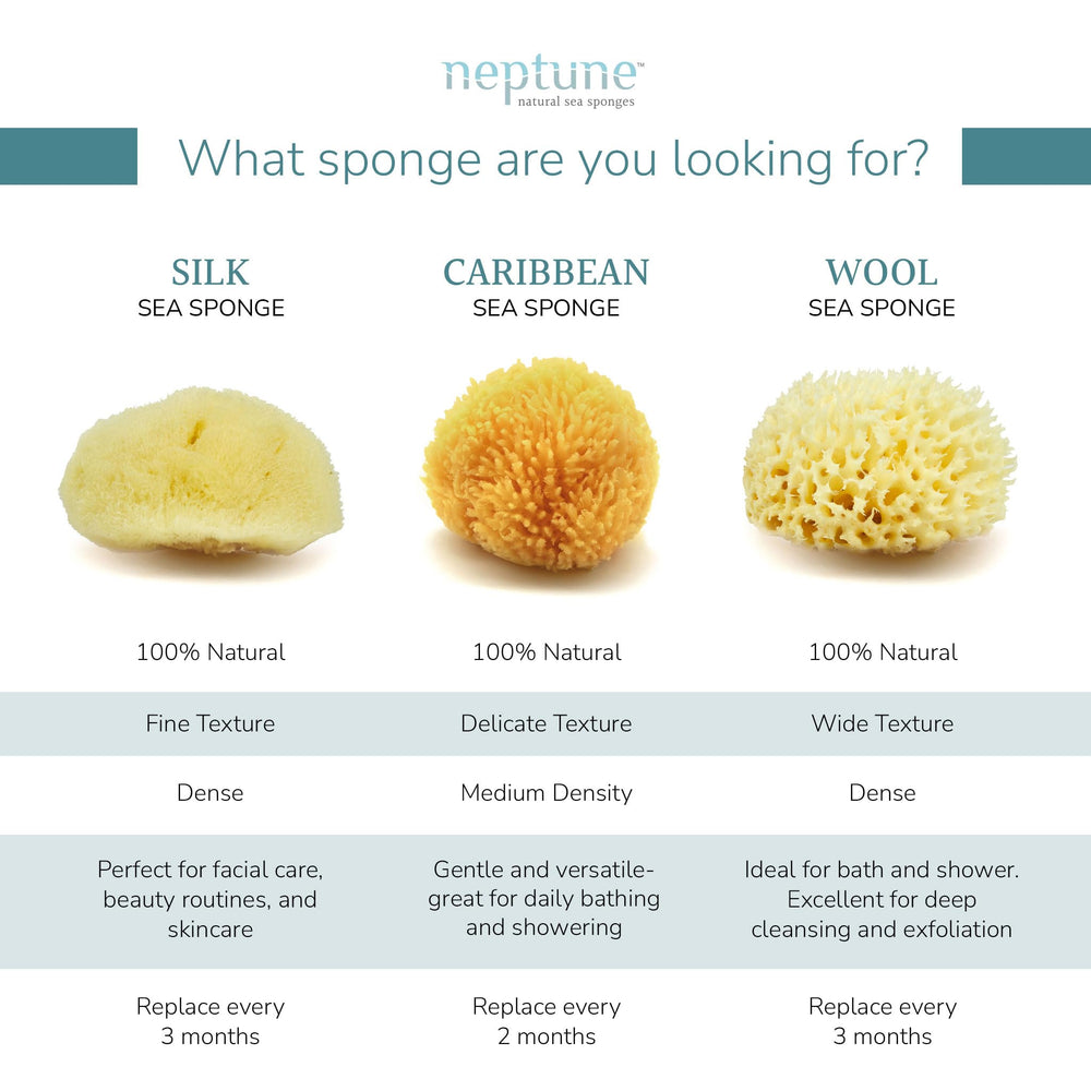 NEPTUNE Caribbean Sea Sponge hand-cut small texture closeup highlights softness and absorbency.