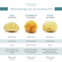 NEPTUNE Caribbean Sea Sponge hand-cut small texture closeup highlights softness and absorbency.