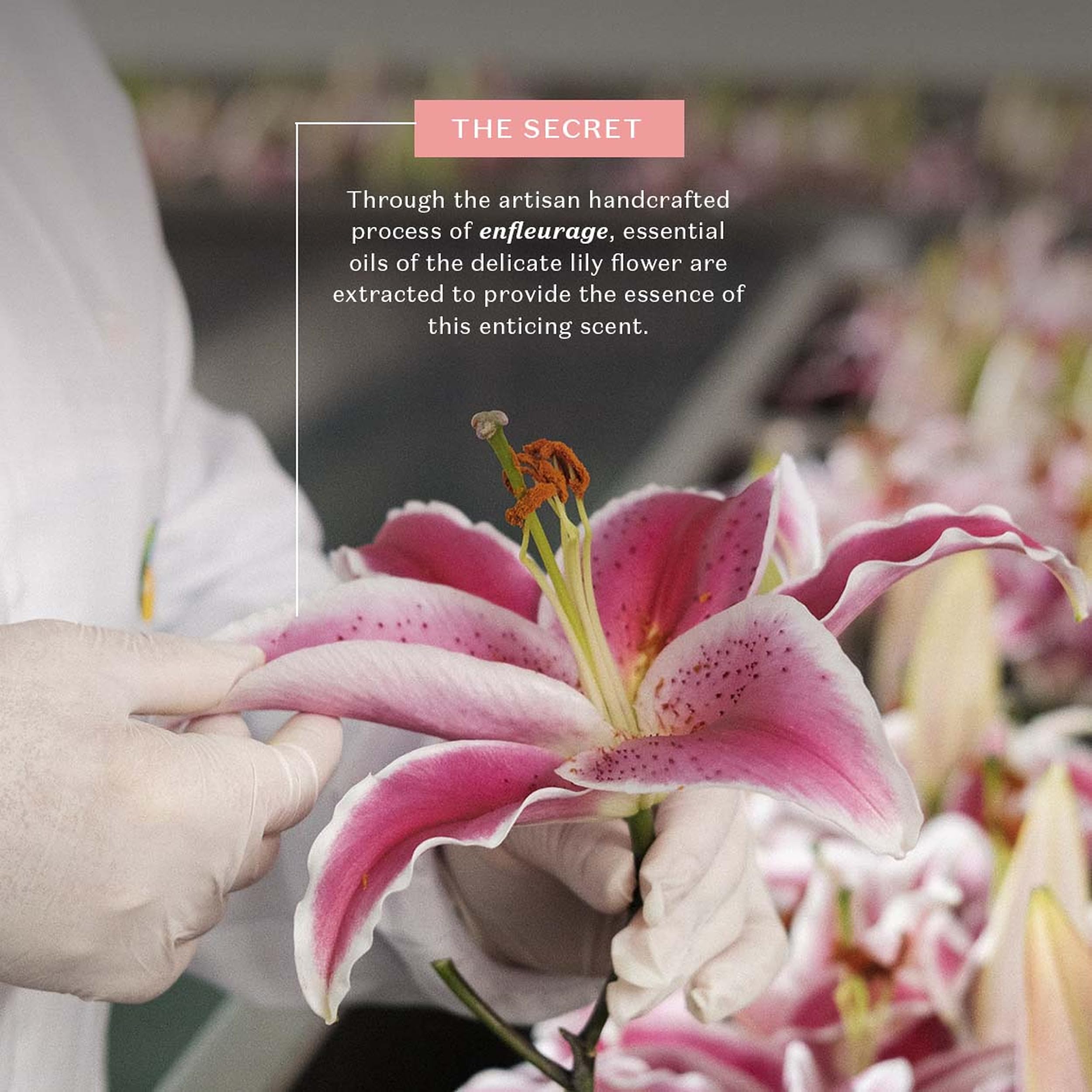 Ingredients list of Lily Satin Hydrating Cream with shea butter and vitamin E.