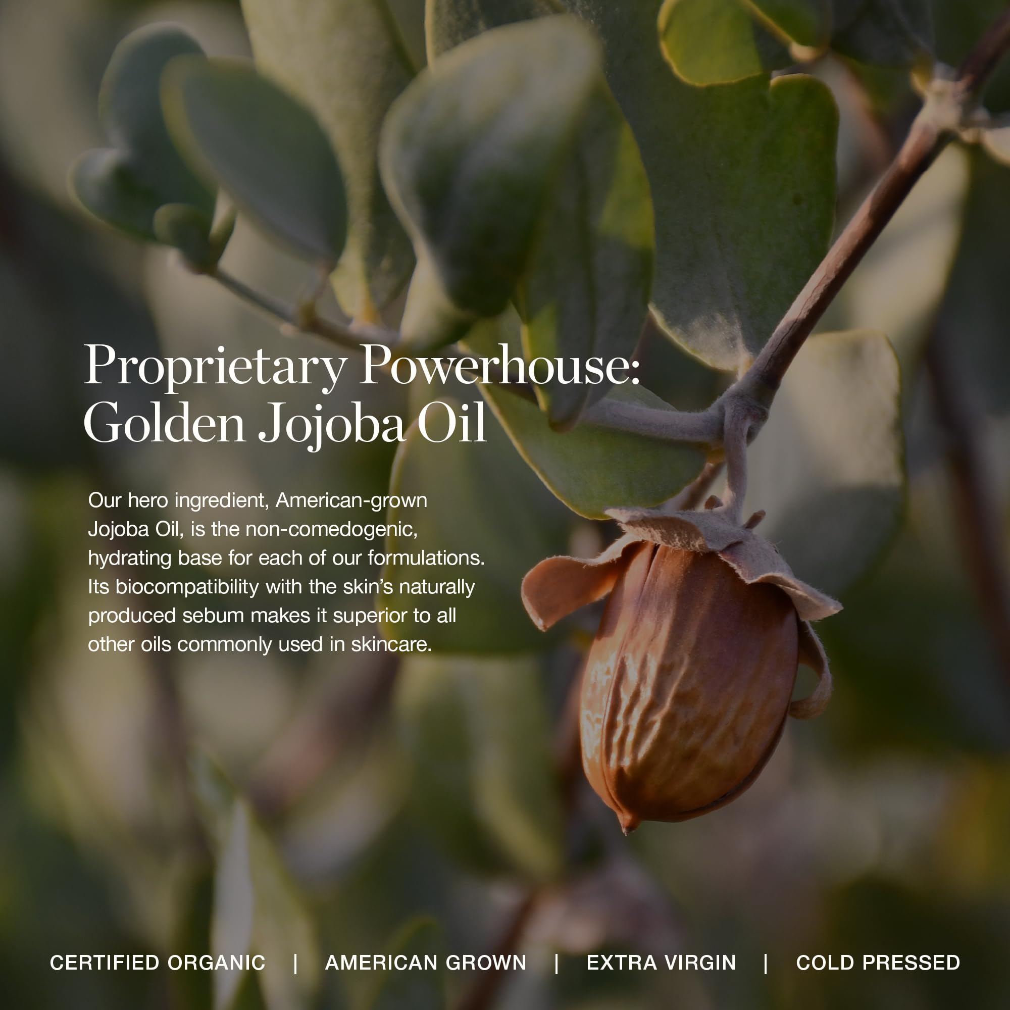 Ogee daisy flower extract highlights a skin-friendly glow