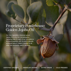 Ogee daisy flower extract highlights a skin-friendly glow