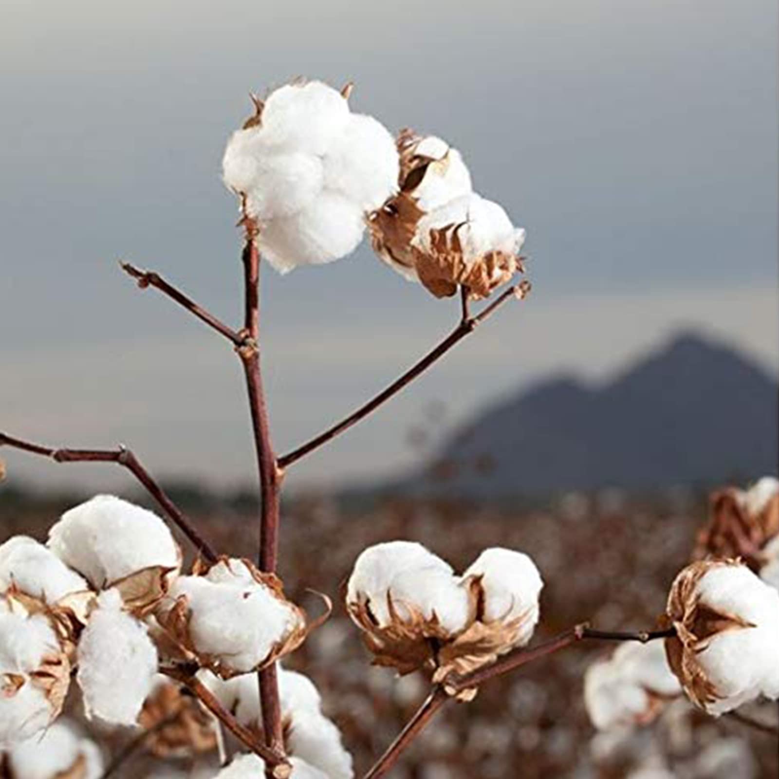 Organyc cotton rounds feature sturdy construction for daily use.