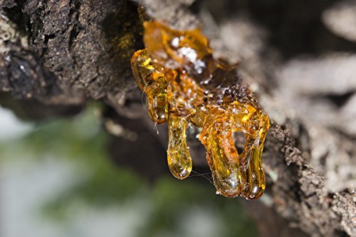 US Organic Aceite esencial de incienso, difusor para crear un ambiente sereno.