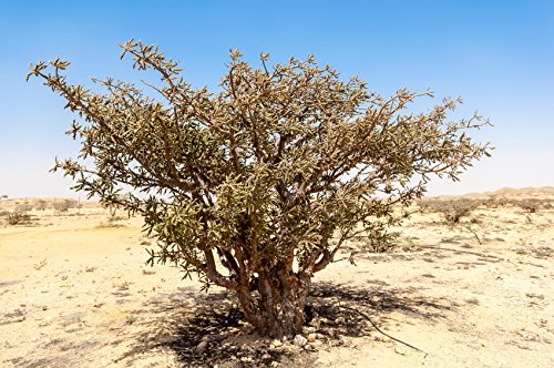 US Organic Boswellia serrata, resina de origen India, aroma natural para relajación suave.