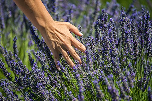 US Organic Lavanda: aroma ambiental para habitaciones frescas y tranquilas