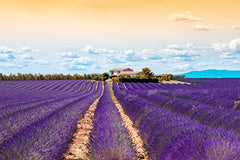 US Organic Lavanda: cuidado de piel y cabello con aroma relajante