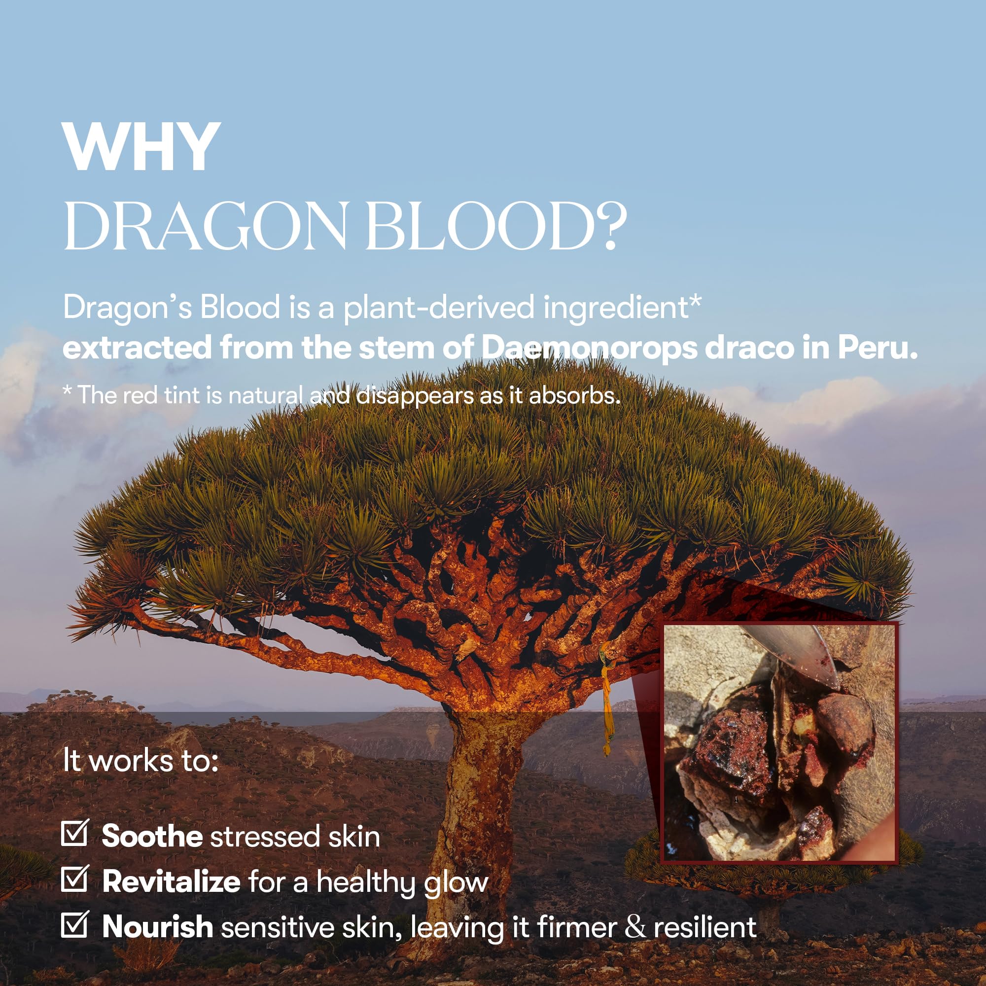 Dragon's Blood in VT COSMETICS Reedle Shot boosts barrier resilience