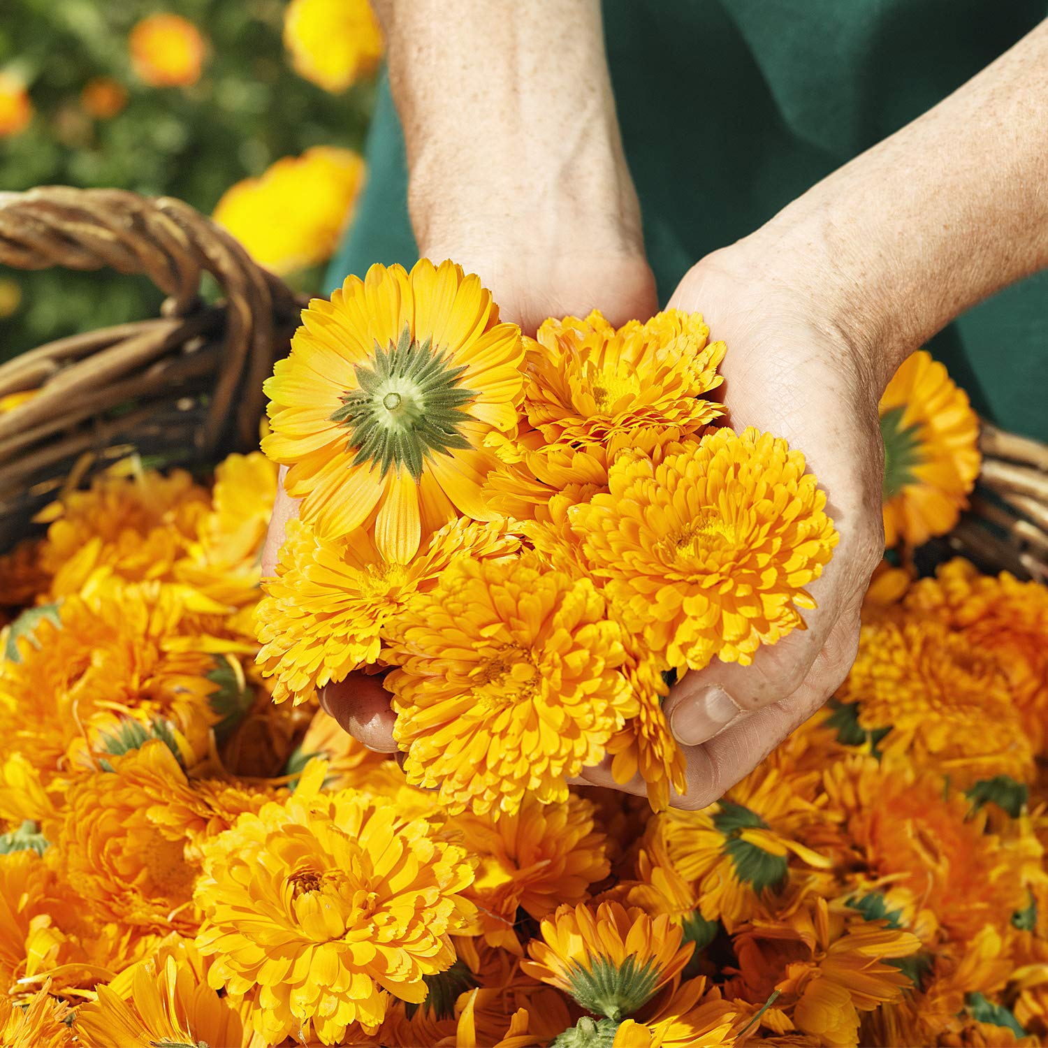 Uso diario de la loción Calendula Weleda para piel delicada