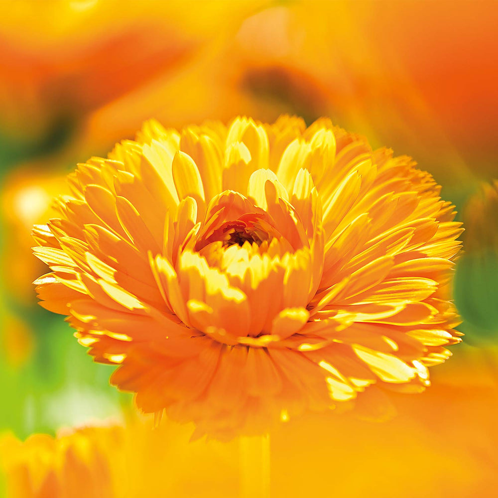 Envase de 200 ml de la Loción Calendula Weleda para bebé