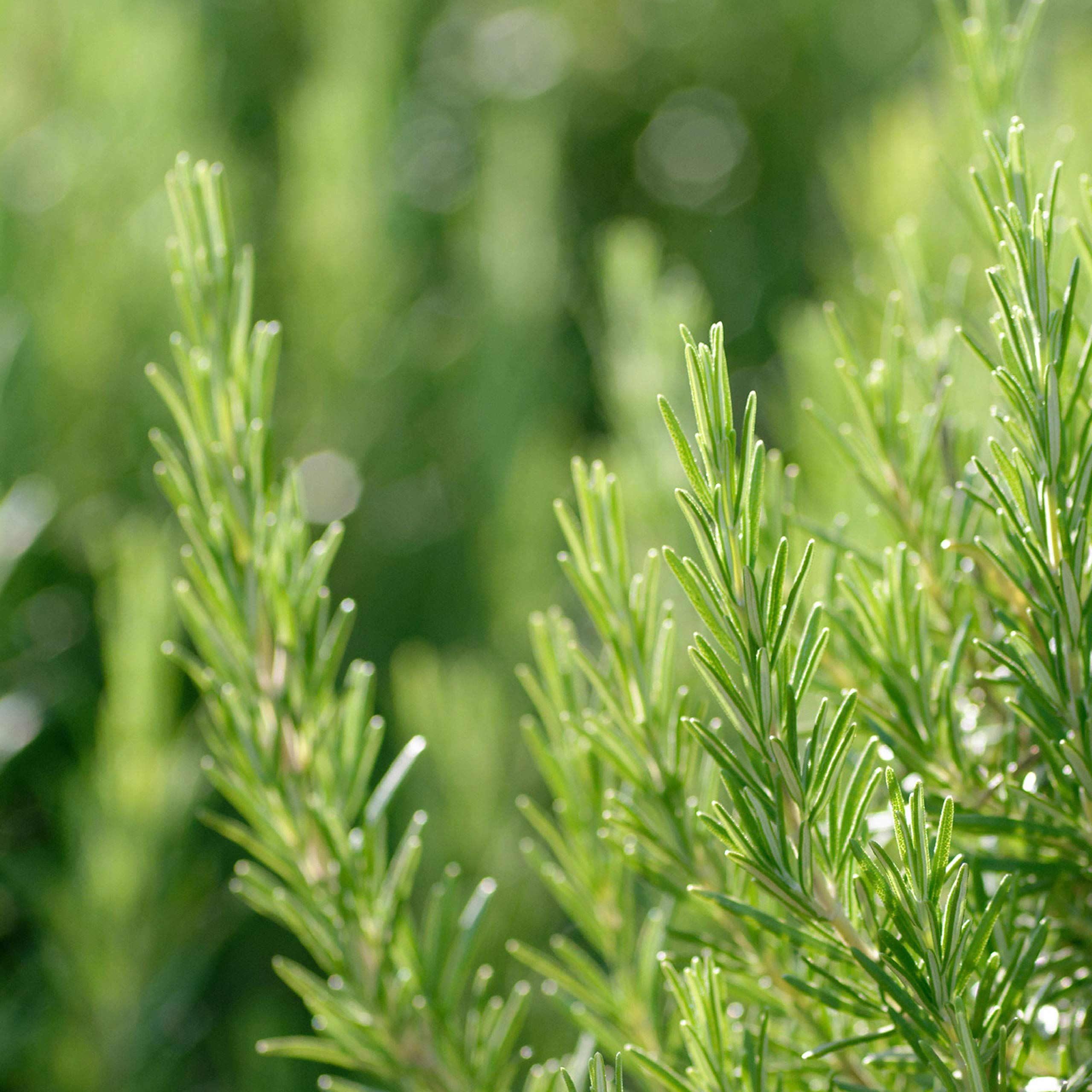 Weleda plant oils nourish skin while providing subtle, fresh scent.