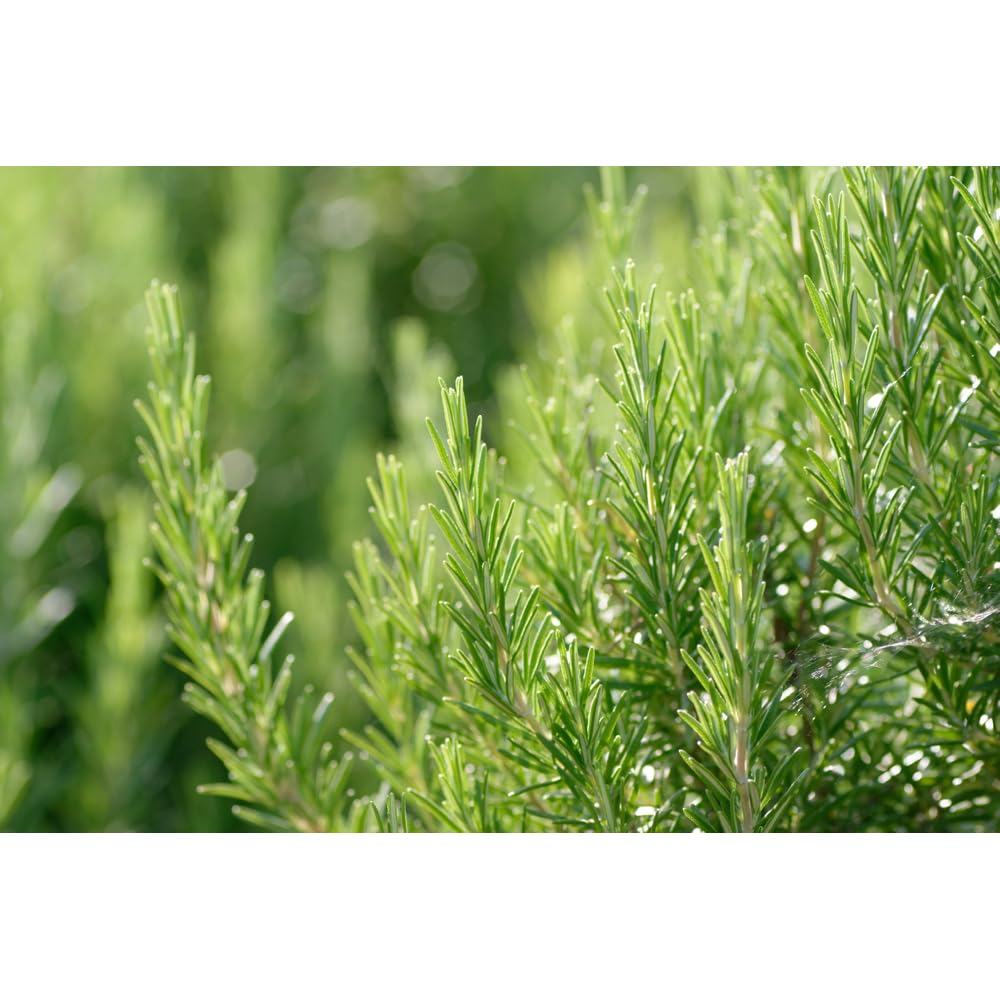 Weleda Revitalizing Hair Tonic application on scalp signals natural daily care