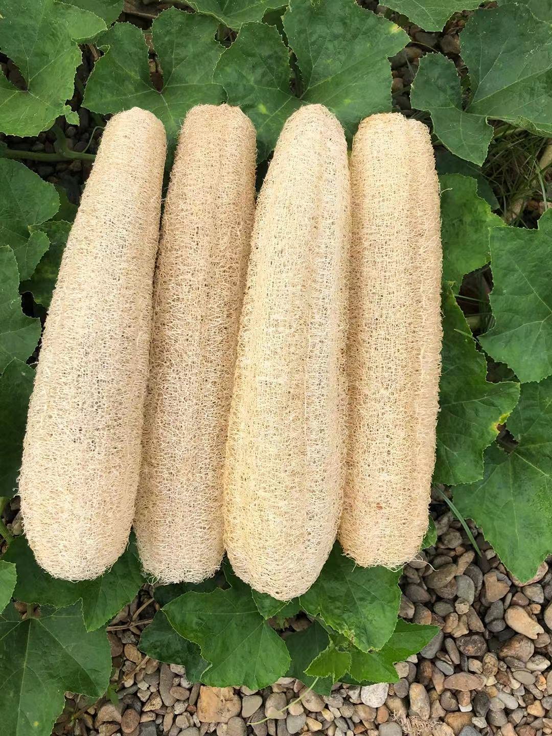 YEMTAL esponja de lufa natural para exfoliar el cuerpo