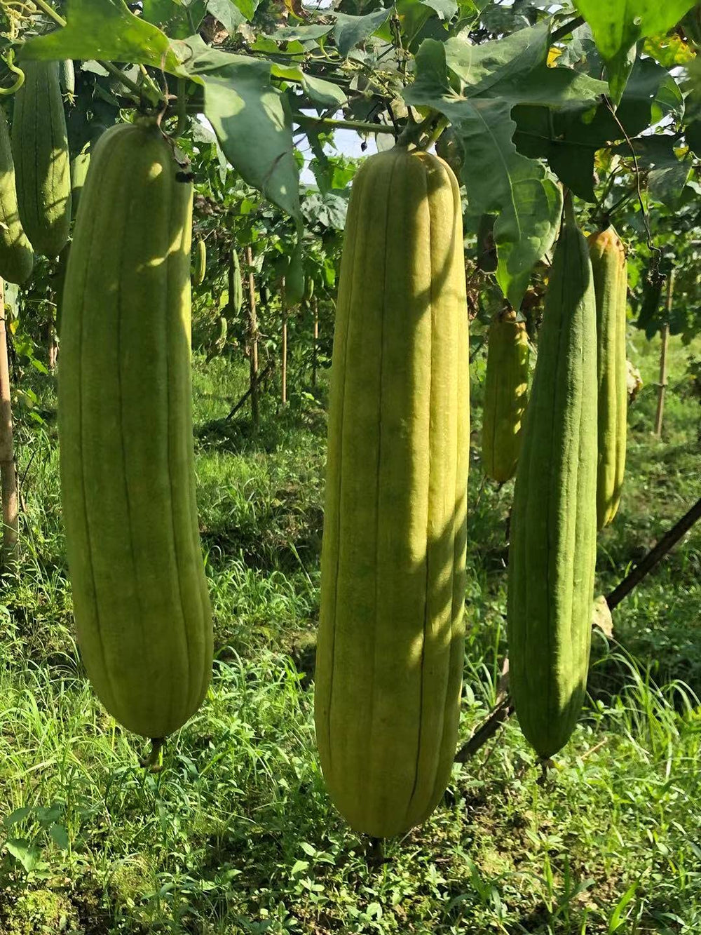 YEMTAL lufa natural como juguete seguro para mascotas